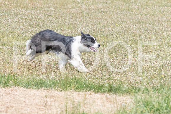 NBD_June 2023 Herding Pre Trial Sat-126