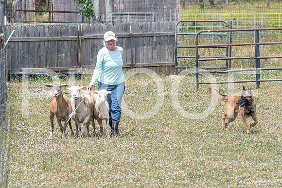 NBD_June 2023 Herding Pre Trial Sat-37