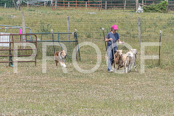 NBD_June 2023 Herding Pre Trial Sat-100