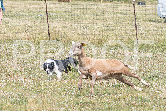 NBD_June 2023 Herding Pre Trial Sat-125