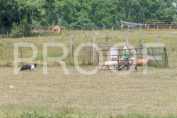 NBD_June 2023 Herding Pre Trial Sat-115