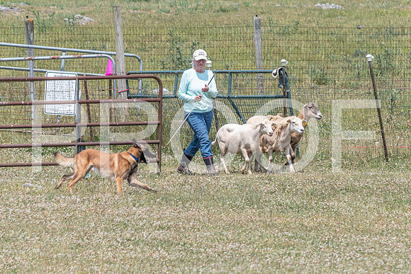 NBD_June 2023 Herding Pre Trial Sat-43