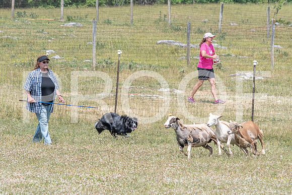 NBD_June 2023 Herding Pre Trial Sat-63
