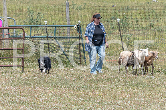 NBD_June 2023 Herding Pre Trial Sat-61
