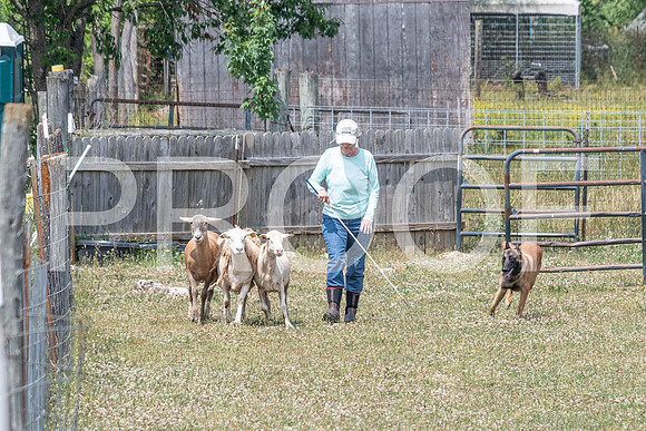 NBD_June 2023 Herding Pre Trial Sat-34
