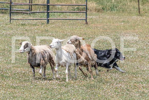 NBD_June 2023 Herding Pre Trial Sat-83