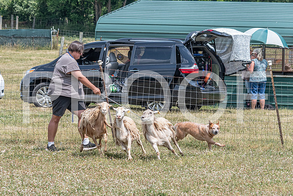 NBD_June 2023 Herding Pre Trial Sat-18