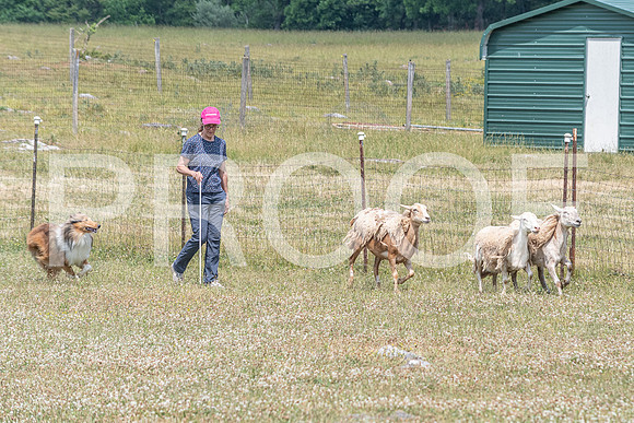 NBD_June 2023 Herding Pre Trial Sat-102