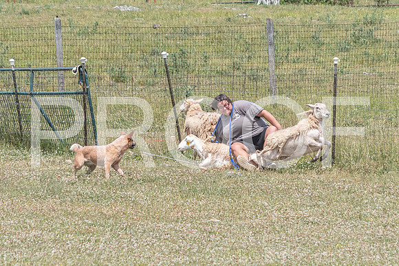 NBD_June 2023 Herding Pre Trial Sat-5