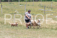 NBD_June 2023 Herding Pre Trial Sat-11