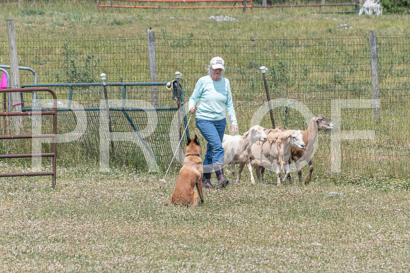 NBD_June 2023 Herding Pre Trial Sat-44