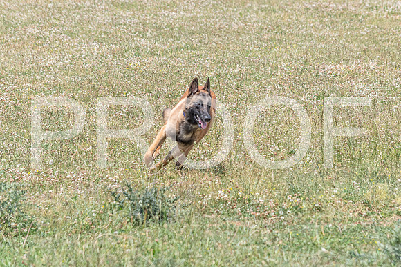 NBD_June 2023 Herding Pre Trial Sat-21