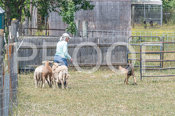 NBD_June 2023 Herding Pre Trial Sat-40