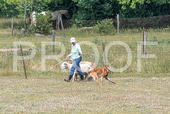 NBD_June 2023 Herding Pre Trial Sat-29