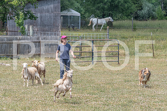 NBD_June 2023 Herding Pre Trial Sat-96
