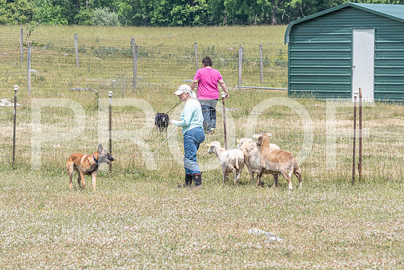 NBD_June 2023 Herding Pre Trial Sat-24