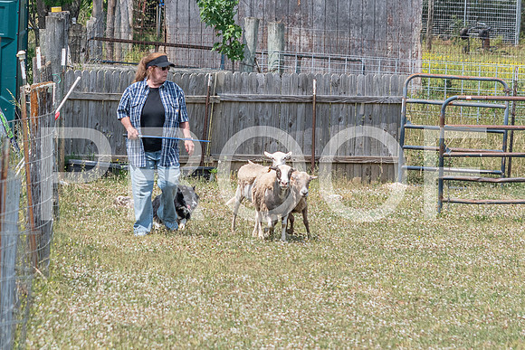 NBD_June 2023 Herding Pre Trial Sat-79