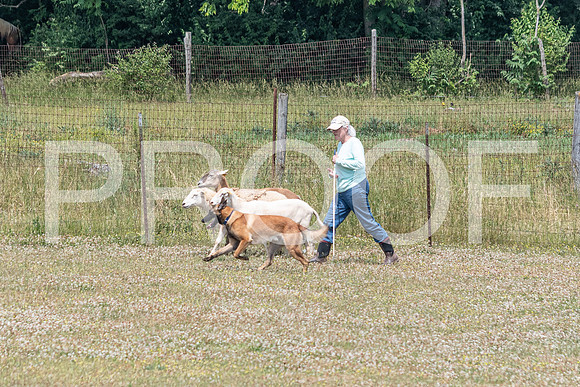 NBD_June 2023 Herding Pre Trial Sat-27