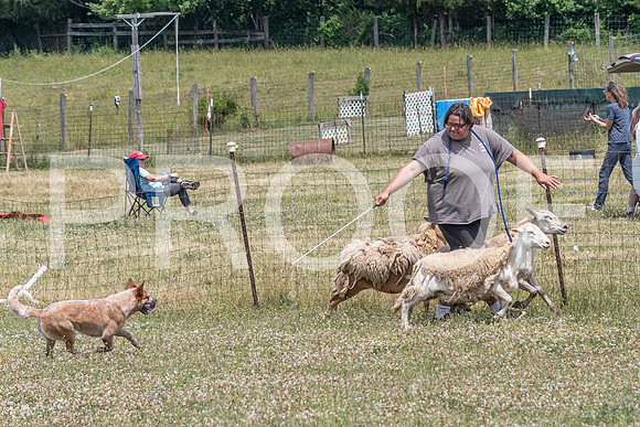 NBD_June 2023 Herding Pre Trial Sat-16