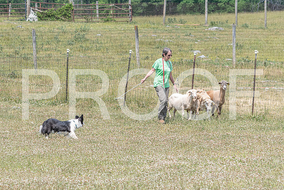 NBD_June 2023 Herding Pre Trial Sat-116