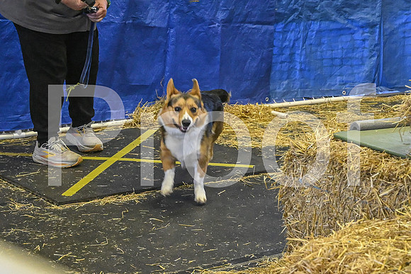 NBP_Barn hunt-161