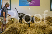 NBP_Barn hunt-244
