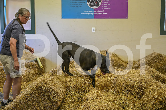 NBP_Barn hunt-244