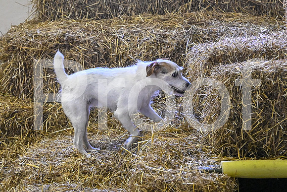 NBP_Barn hunt-477