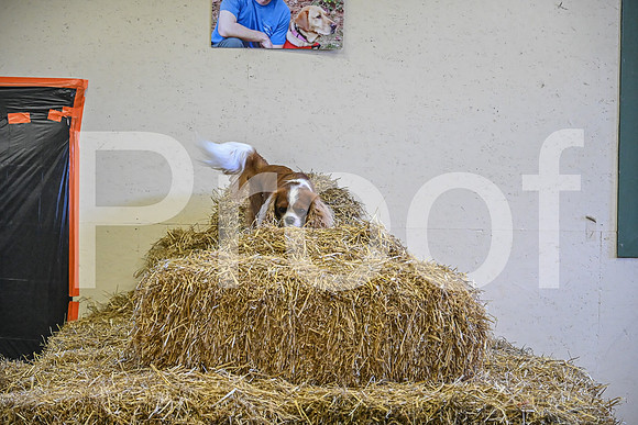 NBP_Barn hunt-339