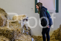 NBP_Barn hunt-25