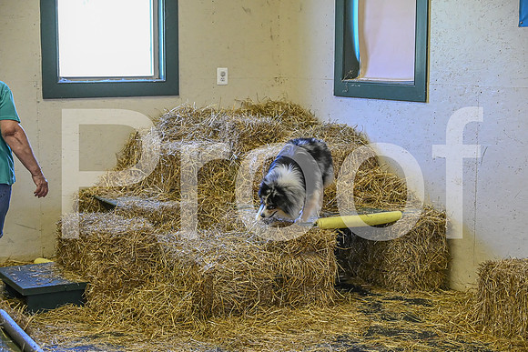 NBP_Barn hunt-201