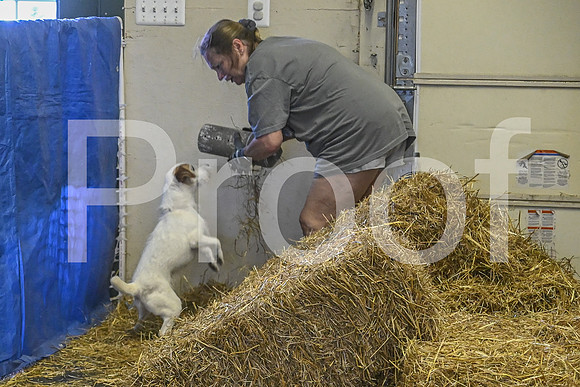 NBP_Barn hunt-479