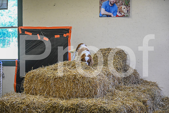 NBP_Barn hunt-393