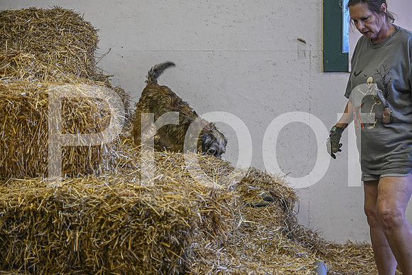 NBP_Barn hunt-380