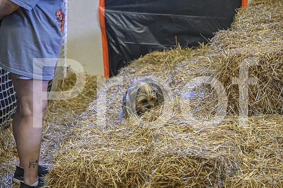 NBP_Barn hunt-375