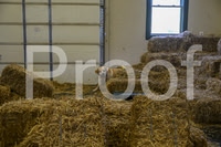 NBP_Barn hunt-403
