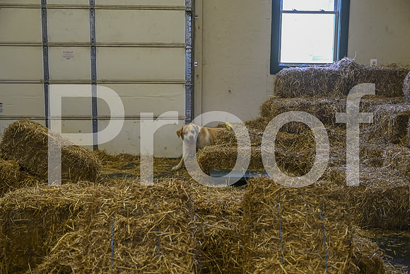 NBP_Barn hunt-403