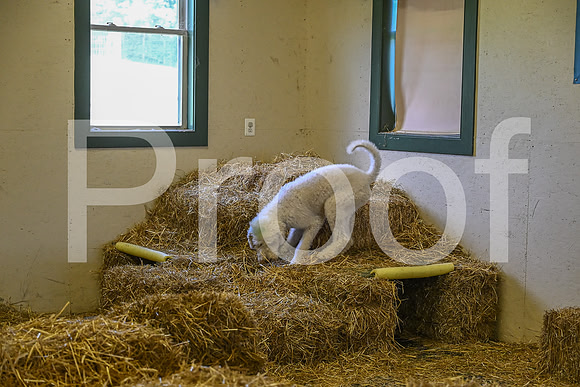 NBP_Barn hunt-278