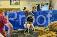 NBP_Barn hunt-59