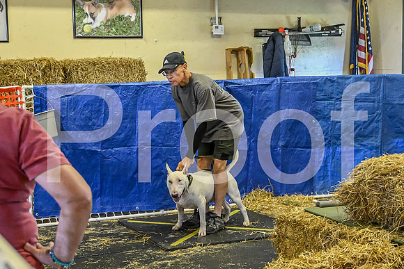 NBP_Barn hunt-59