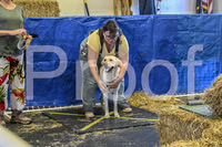 NBP_Barn hunt-61