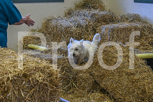 NBP_Barn hunt-108