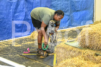 NBP_Barn hunt-38