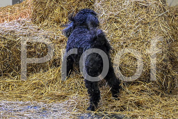 NBP_Barn hunt-131