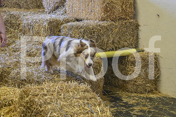 NBP_Barn hunt-500