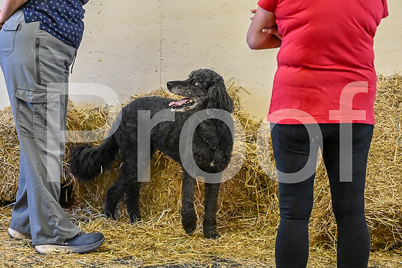 NBP_Barn hunt-88