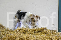 NBP_Barn hunt-14