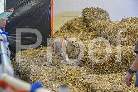 NBP_Barn hunt-429