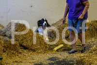 NBP_Barn hunt-71