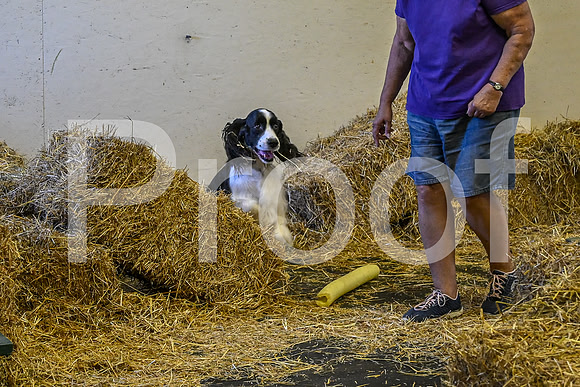 NBP_Barn hunt-71